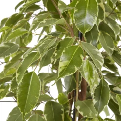 Weeping Fig In 21cm Black Plastic Grow Pot -Deals Good Garden Tool Store weeping fig in 21cm black plastic grow pot3663602462606 38c bq