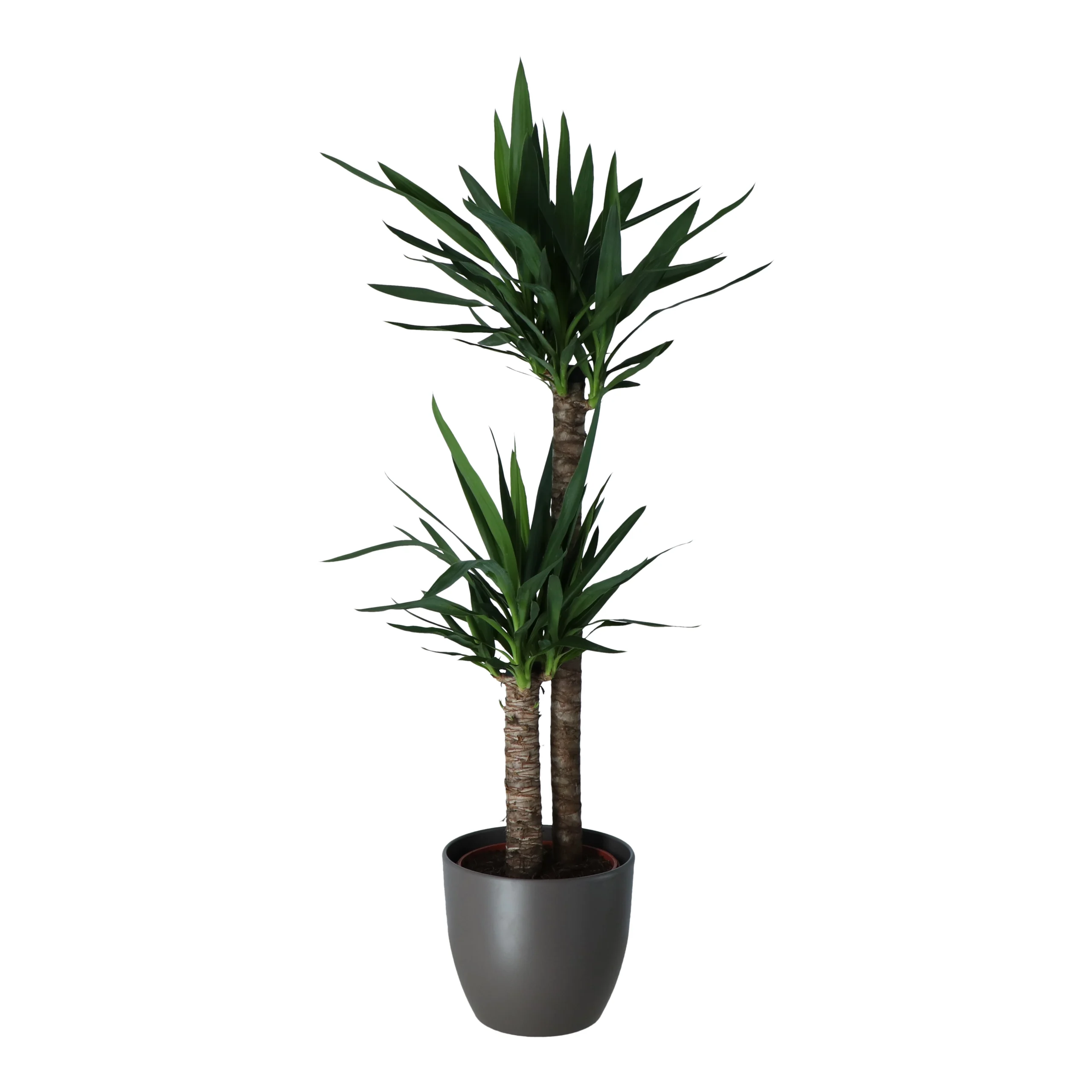 Yucca In 24cm Assorted Ceramic Decorative Pot 3 Yucca In 24cm Assorted Ceramic Decorative Pot - Image 3